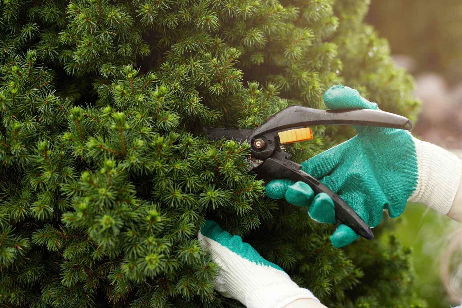 Professional Tree Service in Lockwood, MO